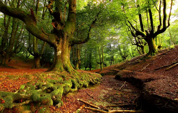 Картинка лес, деревья, листва, мох