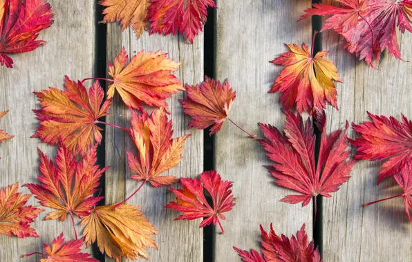 Осень, листья, фон, древесина