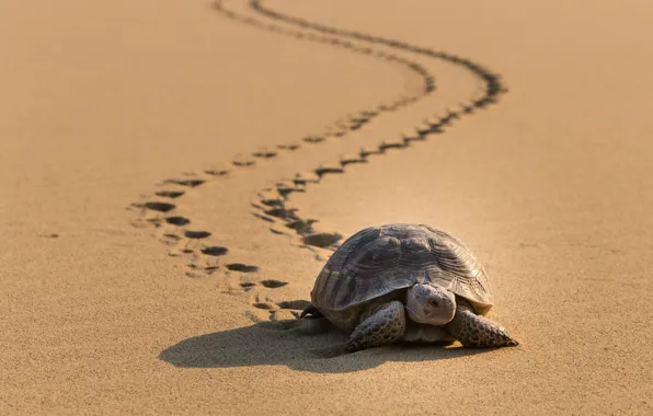 Sand, turtle, reptile