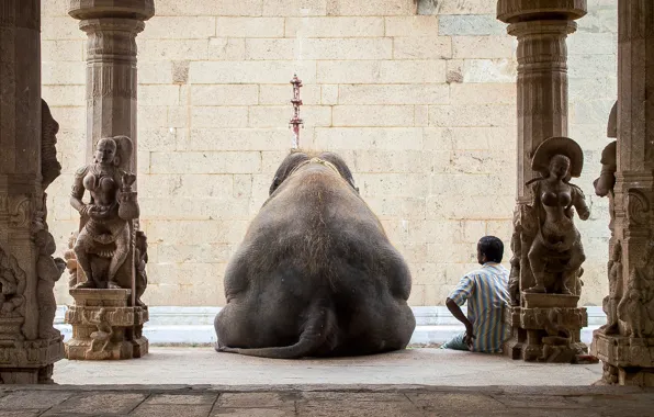Отдых, человек, слон, Индия