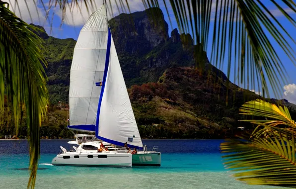 Summer, ocean, palm trees, yacht, vacation, sail