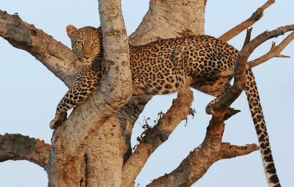 Картинка кошка, дерево, отдых, леопард