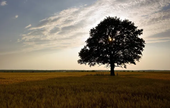 Поле, деревья, пейзаж