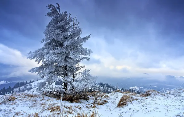 Картинка зима, небо, горы, природа, дерево, одинокое, на морозе
