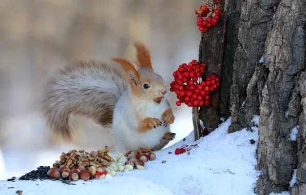 Зима, снег, поза, ягоды, дерево, белка, кора, орехи