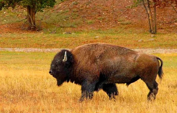 Картинка usa, animal, native american, bison