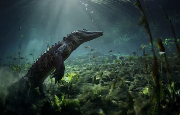 Crocodile, Everglades, National_Park_Florida