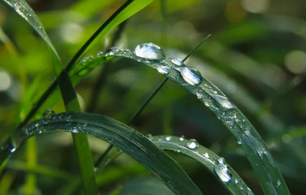 Water, drops, leaf
