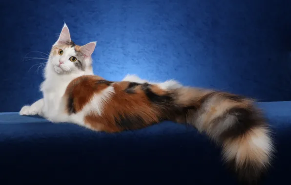 Картинка кошка, кот, фон, widescreen, обои, wallpaper, широкоформатные, cat