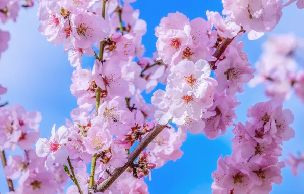 Картинка небо, синий, весна, сакура, цветение, blossom, macro, sakura