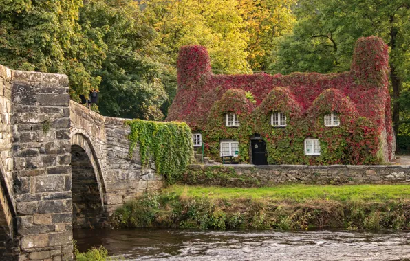 Осень, деревья, мост, дом, река, здание, Англия, England
