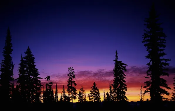 Картинка небо, деревья, закат