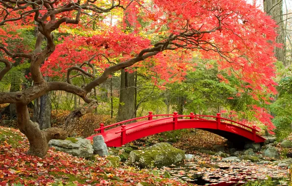 Картинка осень, листья, деревья, мост, природа, фото, сад