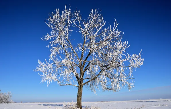 Зима, поле, дерево