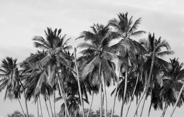 Деревья, пальмы, черно-белое