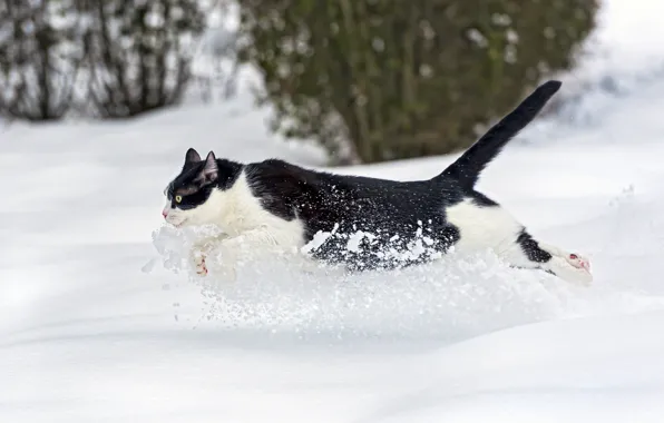 Картинка зима, кошка, кот, снег, бежит, ©Tambako The Jaguar
