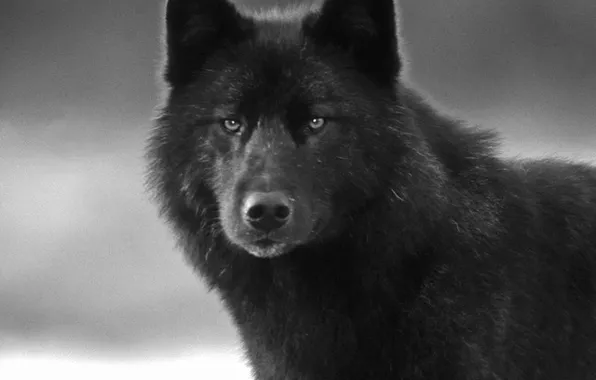 Nature, snow, predator, face, animal, wolf, wildlife, portrait