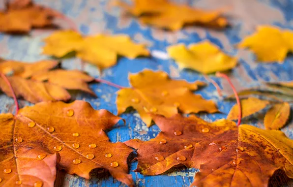 Осень, листья, фон, colorful, rainbow, клен, wood, autumn