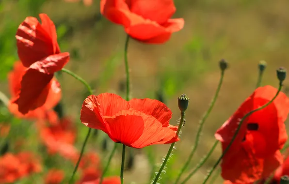 Red, flower, poppy