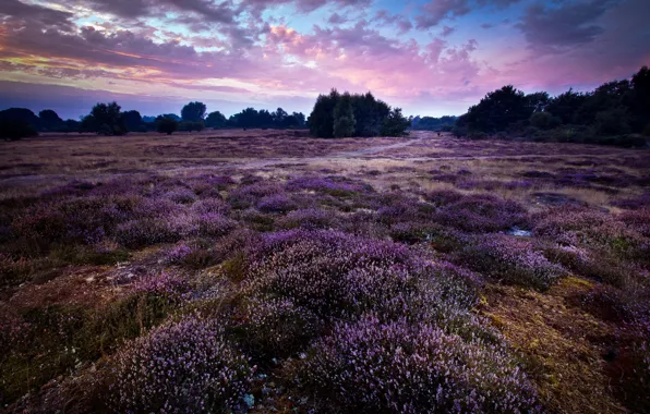 Картинка Purple, Landscape, England, Wortham