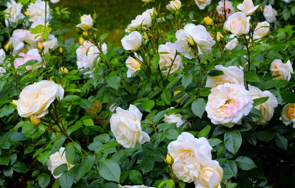 Flower, roses, blooming