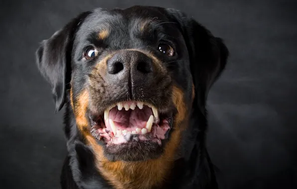 Картинка Собака, Rottweiler, Оскал, Ротвейлер