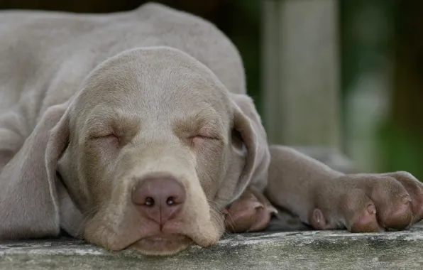 Нос, спит, щенок, weimaraner