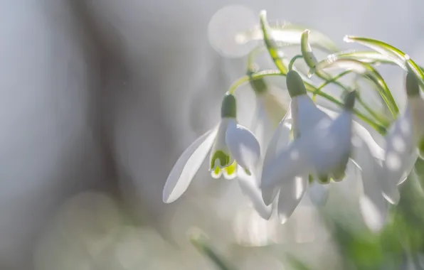Свет, цветы, природа, поляна, размытие, весна, подснежники, нежные