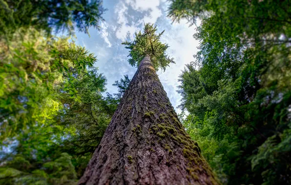 Лес, дерево, Вашингтон, США, Quinault