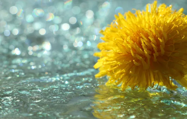 Flower, yellow, water, drops