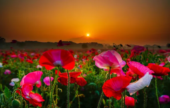 Картинка поле, цветы, восход, рассвет, маки, гора, утро, Япония