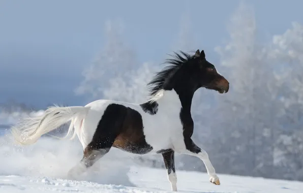 Зима, иней, лес, небо, снег, деревья, природа, конь