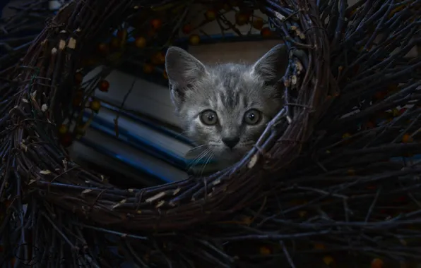 Взгляд, котёнок, венок