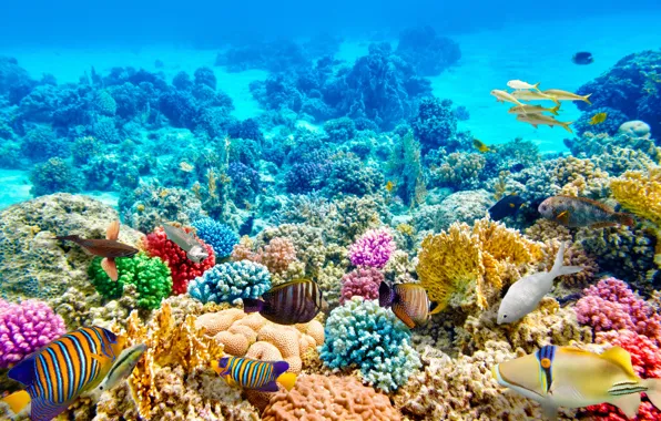 Рыбы, синева, дно, кораллы, подводный мир