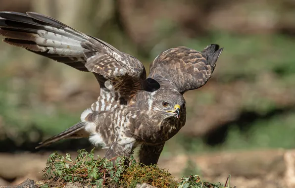 Картинка птица, хищник, канюк