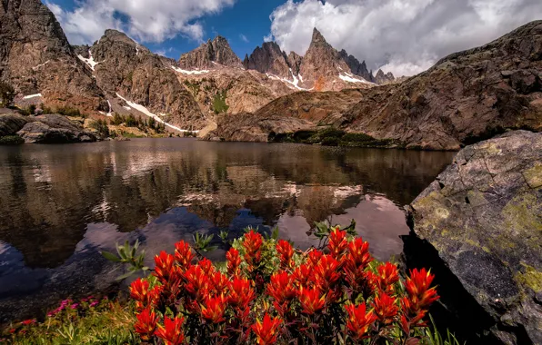 Картинка лето, цветы, горы, озеро, Калифорния, США, штат, Сьерра-Невада