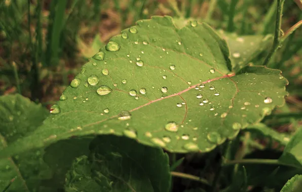 Картинка nature, water drops, green leaf, moisture
