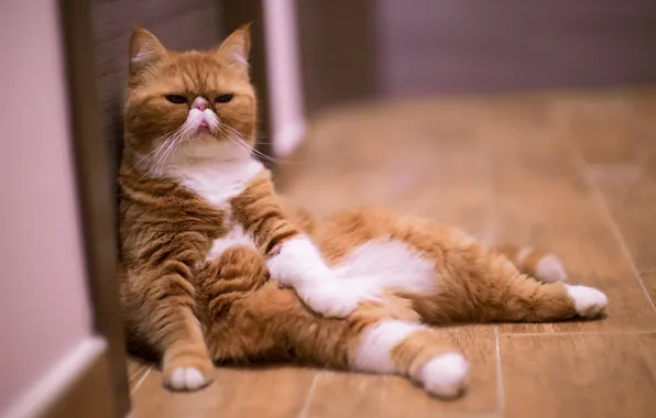 Кошка, взгляд, дом