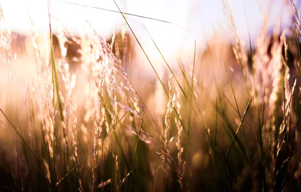 Картинка трава, солнце, макро, свет, природа, обои, растения, колоски