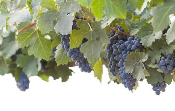 Картинка листья, природа, виноград, гроздь, виноградник, кустарник, синий виноград