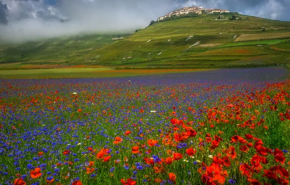 Поле, лето, небо, цветы, природа, вид, маки, даль