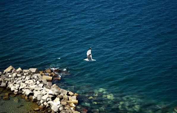 Картинка море, вода, камни, океан, белая, чайка. птица
