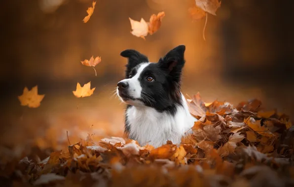 Осень, морда, листья, собака, боке, Бордер-колли