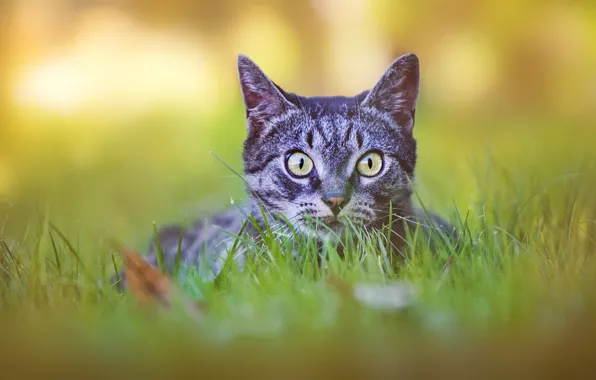 Картинка кошка, трава, кот, взгляд, морда, природа, серый, фон