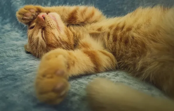 Кот, лапки, мех