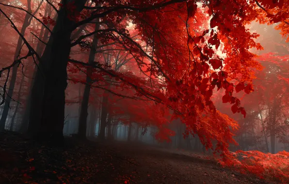 Картинка осень, лес, листья, деревья, туман, вечер, багрянец