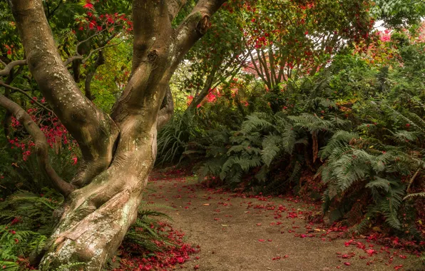 Деревья, сад, Новая Зеландия, тропинка, кусты, Otago, Dunedin Botanic Gardens