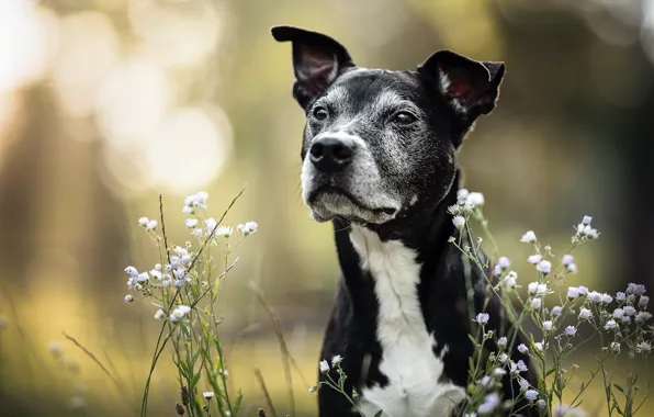 Природа, друг, собака