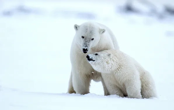 Картинка зима, снег, медведи, Аляска, медвежонок, детёныш, белые медведи, медведица
