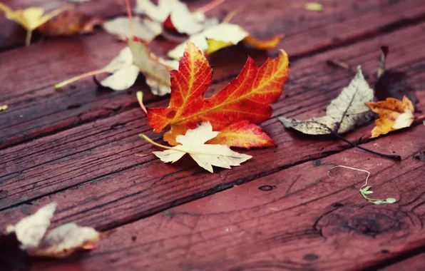 Картинка осень, листья, доски, красные